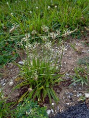 Wild Plant Growing Along Roadside Gravel and Asphalt Edge