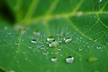 Macro Photography: Dewdrops on Lush Green Leaf, Tranquil Nature Scene, Vibrant, Refreshing