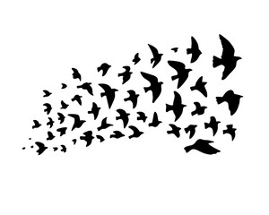 Flock of swallows in flight, silhouette of flock of birds on white background.

