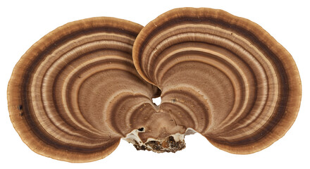 many-colored polypore mushroom, Coriolus versicolor fungus isolated on white