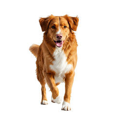nova scotia duck tolling retriever dog, happy playful pet, isolated on transparent background, friendly canine portrait








