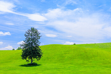 草原に立つ一本の木