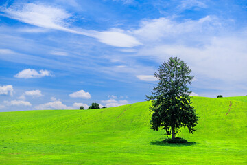 草原に立つ一本の木