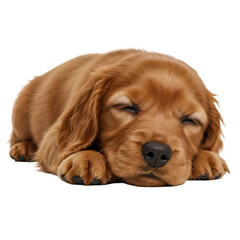 cocker spaniels sleeping peacefully, adorable dogs resting, isolated on white background, generative AI image









