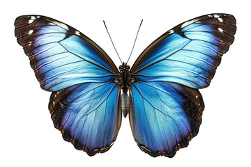 A Vibrant Blue Morpho Butterfly With Black And Iridescent Markings On Its Wings Is Shown Against A Transparent Background The Butterfly's Wings Are Open Showcasing The Intricate Patterns And Vibrant C