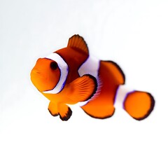 Close-up of a vibrant clownfish.
