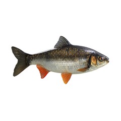 Side view of a fish against a plain white background.