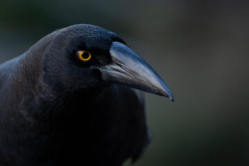 close up of a black bird