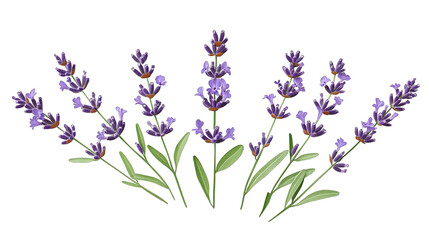 A Group Of Lavender Sprigs Arranged In An Arc Shape Against A Transparent Background The Lavender Sprigs Are All In Focus And Are Arranged In A Pleasing Manner