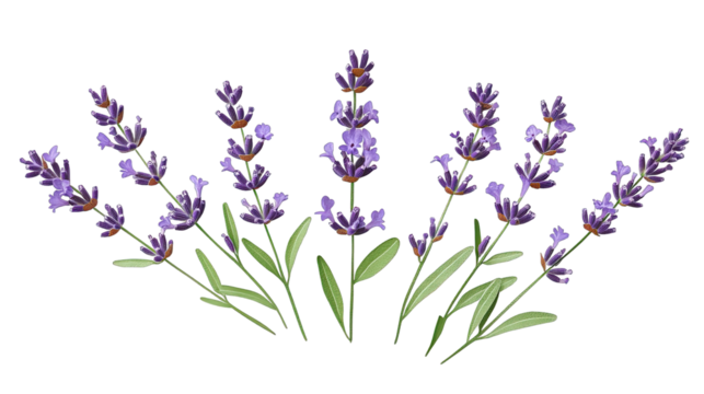 A Group Of Lavender Sprigs Arranged In An Arc Shape Against A Transparent Background The Lavender Sprigs Are All In Focus And Are Arranged In A Pleasing Manner