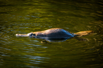 platypus Ornithorhynchus anatinus