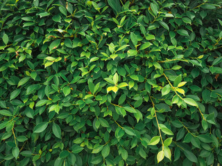 Green leaves in rainy season close up for nature and environment background.