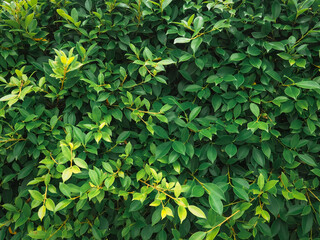 Green leaves in rainy season close up for nature and environment background.