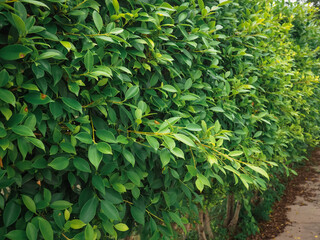 Green leaves in rainy season close up for nature and environment background.