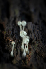 macro of a mushroom