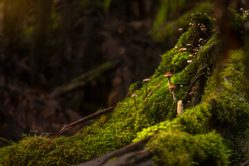 moss on the tree