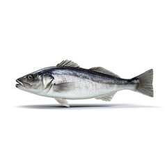 Side view of a sea bass.