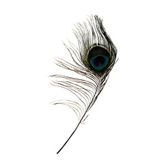 Detailed peacock feather against a white background.