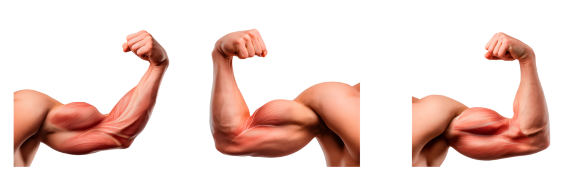 Anatomy diagram of the human arm muscles in flexed positions for educational use on transparent background, PNG	