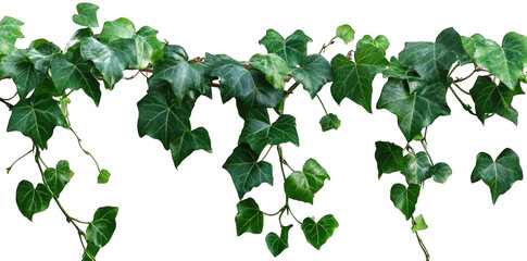 Lush Green Ivy Vine With Leaves Isolated On Transparent Background The Vine Is Growing From Left To Right With Leaves Of Different Sizes And Shapes The Vine Is Perfect For Adding A Touch Of Nature To