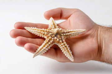 Hand gently holding a starfish with intricate textures and patterns