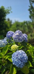 blue sky and Hydrangea