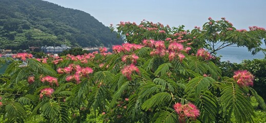 flowers in the mountains