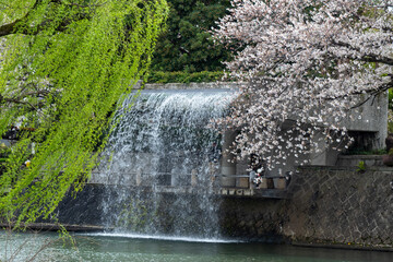 waterfall with willowa and cherry blossoms