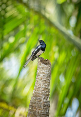 Oriental Magpie Robin perched on tropical palm tree branch