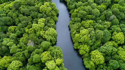 Aerial view of a lush green forest surrounding a serene river, showcasing the beauty of nature and the importance of environmental conservation.