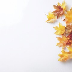 Autumn leaves arranged on a plain white background.