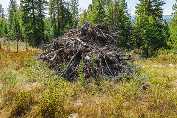 A small burn pile with wood and organic debris designed to reduce wildfire risk and improve tree health during forest management in the mountains in North Idaho.
