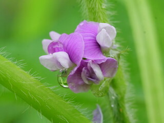 エダマメの花と水滴