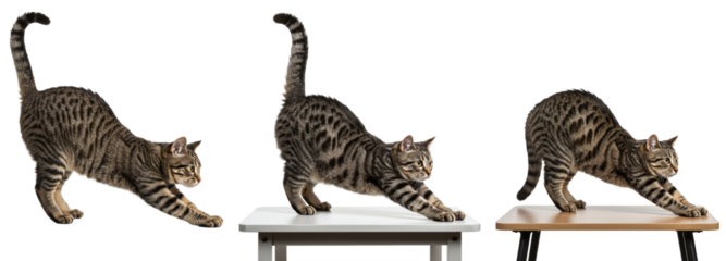 Cat stretching on different tables in playful pose on transparent background  