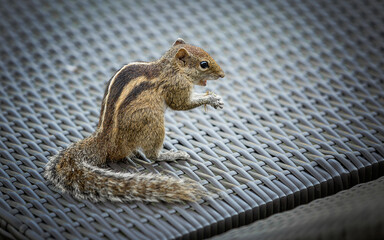 Indian Palm Squirrel sitting eating on woven garden chair