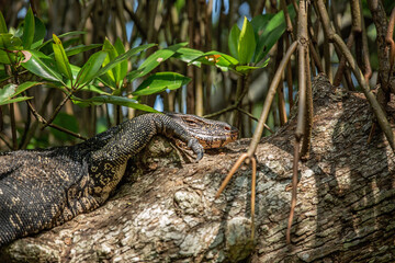 Large Asian water monitor lizard resting on mangrove tree branch