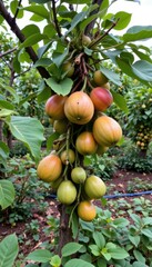 the image focuses on a tree branch laden with ripe fruit, with an orchard visible in the background