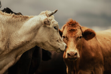 Res Black Angus