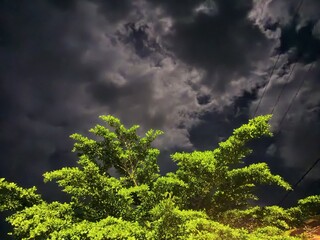 Lush Green Tree Branches Against Dramatic Night Sky