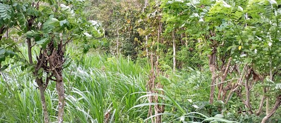 Lush Green Trees and Undergrowth in Tropical Forest