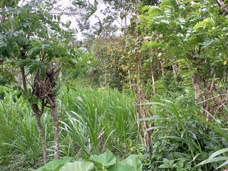 Lush Green Trees and Undergrowth in Tropical Forest
