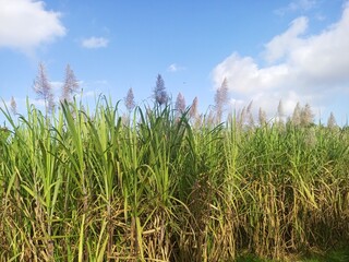 Lush Sugarcane Field with Plumes Under Blue Sky