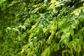 green leaf fence in the garden, natural background in springtime
