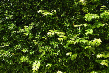 green leaf fence in the garden, natural background in springtime