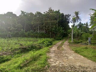 Unpaved Rural Road Leading into Lush Forest Malang