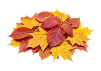 Autumnal Foliage Pile Transparent Background Maple Leaf Vibrant Colors
