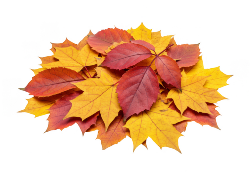 Autumnal Foliage Pile Transparent Background Maple Leaf Vibrant Colors