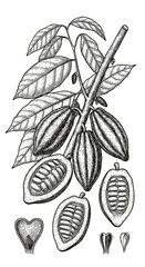 Botanical Illustration Cacao Plant Cocoa Bean Branch Tropical Fruit