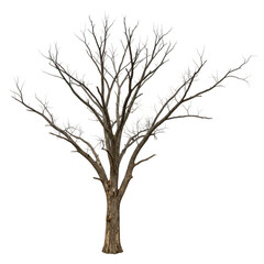 Obraz premium Bare Winter Tree Illustration on Transparent Background with Branching