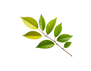 Fototapeta premium Fresh Green Leaves on Branch with Visible Veins and Texture.